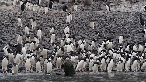 Adelie Penguins colony in Antarctica