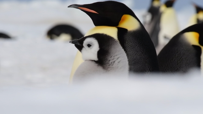 Emperor Penguins with chiks close up in Antarctica Royalty-Free Stock Footage #1079493350