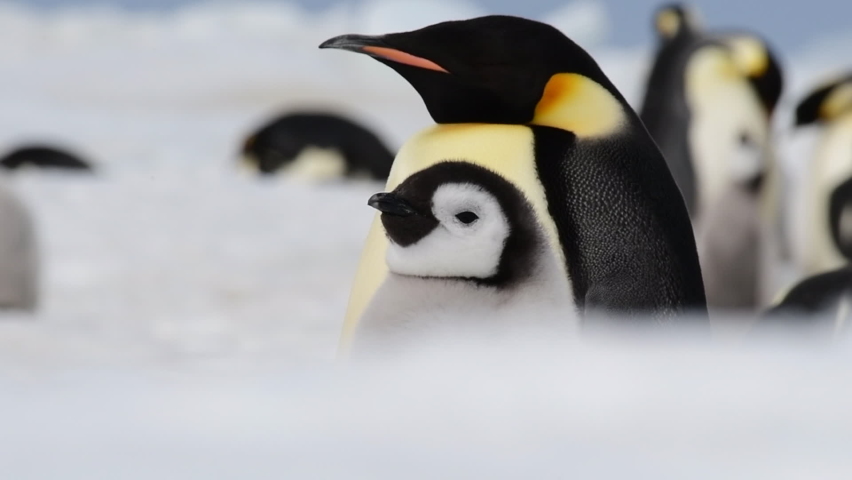Emperor Penguins with chiks close up in Antarctica | Shutterstock HD Video #1079493350