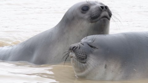 Elephant Seals pup close up