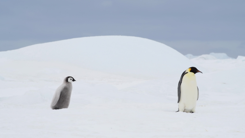 Emperor Penguins with chiks close up in Antarctica Royalty-Free Stock Footage #1079493449