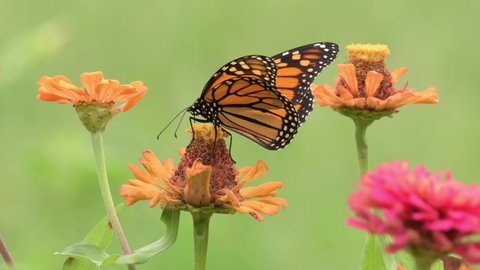 Closeup of a beautiful male Monarch butterfly getting nectar from an orange Zinnia flower, then flying off