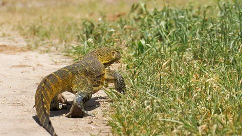 Monitor lizard, Asian water monitor, kabaragoya, Varanus salvator salvator on meadow. Half-length portrait close-up. Endemic subspecies in Tanzania