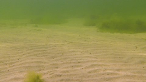 Small fish species Pomatoshistus gobies at the bottom of the Tiligul estuary, Black Sea