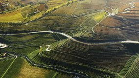 Drone shot of vineyard countryside landscape in Peso da Regua, Vila Real, Portugal, Europe. Aerial view of cars moving on road in rural area on sunny day, UNESCO World Heritage Site, 4k footage