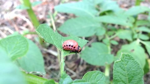 Colorado potato beetle larva sits on a potato bush and eats leaves. pests and parasites on the farm and garden.