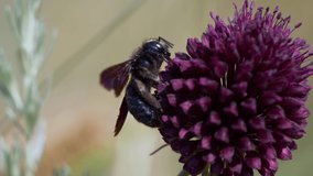 black giant violet carpenter bee (Xylocopa violaceae) resting on purple flower