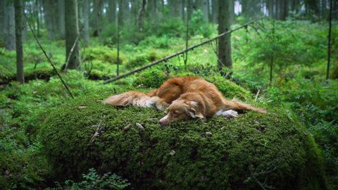 dog lies on the moss in the green forest. Nova Scotia Duck Tolling Retriever in nature among the trees. 
