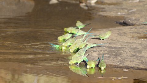 slow motion clip of a flock of budgerigars landing and drinking from a creek at kings canyon in watarrka national park of the northern territory, australia