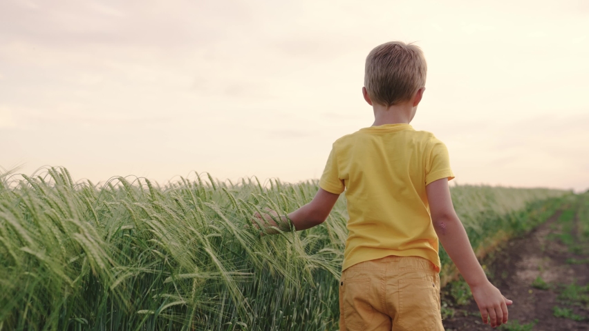 Boy runs across field of wheat touches ears of grain with his hand. Childhood dream concept. Happy little son of farmer. Kid runs across field. Boy runs along road in countryside. Happy family