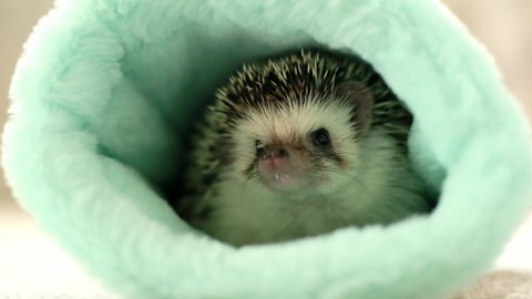 Hedgehog House Stock Video Footage 4k And Hd Video Clips Shutterstock