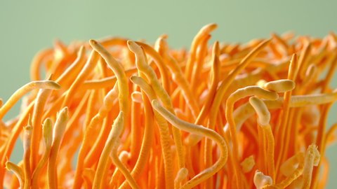 
The yellow Cordyceps militaris fungus on color background used for herbal. Fresh Cordyceps. Front View. 