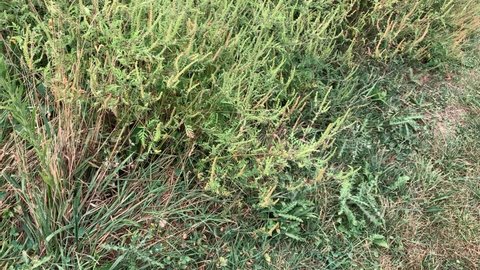 Annual ragweed (Ambrosia Artemisiifolia) wind-dispersed pollen and can be a strong allergen to people with hay fever