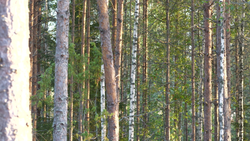 Differing texture of trees as camera dolly’s across thick pine forest in summer. Dolly right.