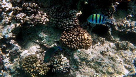 Beautiful Coral Reef Parrotfishes Ctenochaetus Striatus Stock Footage ...