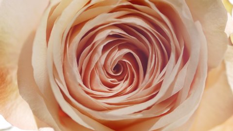 Light shines on beige rose for some time on white background | Beauty cosmetics with rose oil commercial Stock Video
