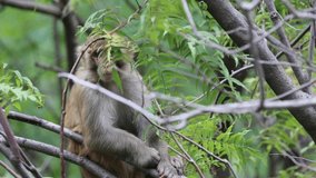 Rhesus macaque is sitting on the reinforet tree slow motion