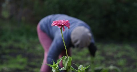 Farm work, out of focus. A woman cuts down a sunflower stalk with a hacksaw to clean the territory. Siberia.