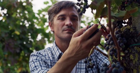 Authentic close up shot of happy successful farmer or winemaker is cutting and picking ripe grape bunches from vines during wine harvest season in vineyard for further high quality wine production.