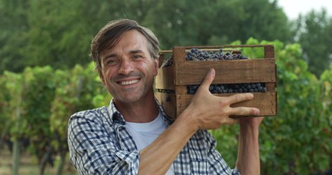 A successful male farmer or winemaker is walking in the middle of vine branches and carrying picked white grapes during wine harvest season in vineyard for further high quality wine production