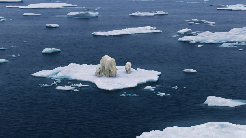 Three polar bears are walking on the melting Arctic sea ice. Warming temperatures gradually melt glaciers with Global climate warming.  Protect the environment, high-altitude shooting Royalty-Free Stock Footage #1079519303