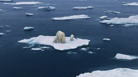 Three polar bears are walking on the melting Arctic sea ice. Warming temperatures gradually melt glaciers with Global climate warming.  Protect the environment, high-altitude shooting - Powered by Shutterstock - Get 15% off with code: PIKWIZARD15