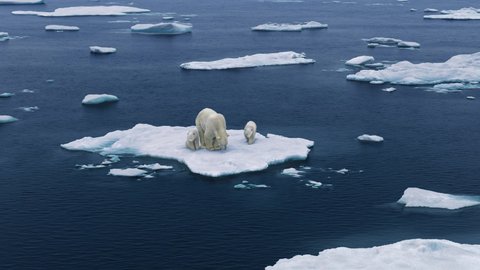Three polar bears are walking on the melting Arctic sea ice. Warming temperatures gradually melt glaciers with Global climate warming.  Protect the environment, high-altitude shooting