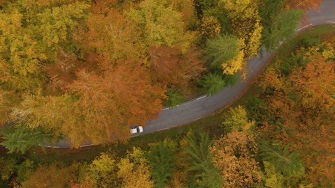 AERIAL: Two cars cruise along empty road leading through the forest changing leaves on a misty day in October. Drone shot of tourist cars driving around the vivid autumn colored Slovenian countryside.
