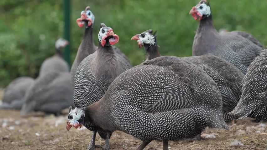 214 Head speckled hen 스톡 비디오 동영상 - 4K/HD 비디오 클립 | Shutterstock