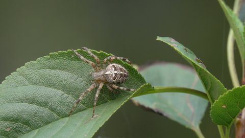European Garden Spider (Diadem Spider, Orangie, Cross Spider or Crowned Orb Weaver) sits on a green cherry-tree leaf