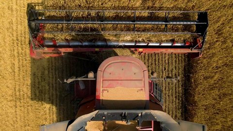 close up of a the combine harvesters harvest wheat on a yellow field. Harvester working in the field. top view aerial view of Industrial harverster in agricultural field harvesting wheat