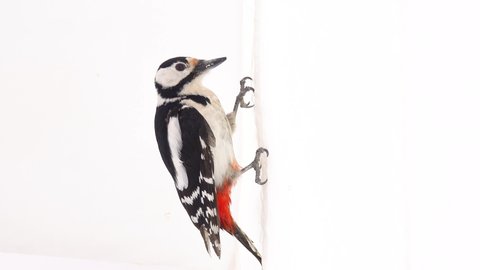 great spotted woodpecker (dendrocopos major) sits upright on a white screen and knocks on a white surface. studio