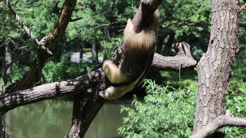 Handsome Southern tamandua climbs a tree and tries to improve his physique by working out on an outdoor workout while trying to find some ants to eat.