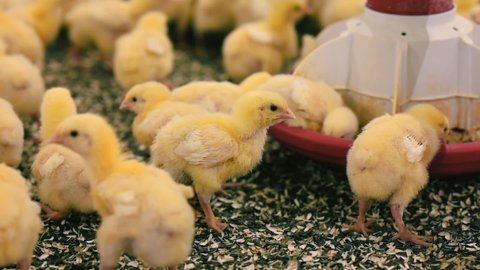 Breeding poultry. Yellow chicks eating compound feed from special feeders. Food production industry. Close-up