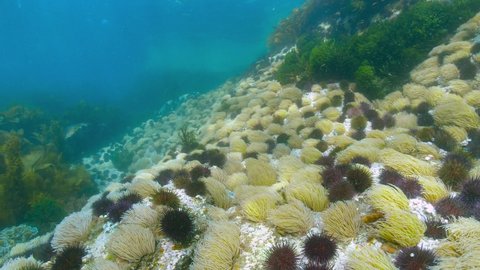 Atlantic ocean underwater many sea anemones and sea urchins on the ocean floor, Spain, Galicia