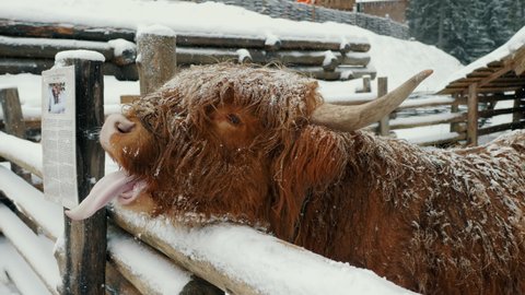 Funny Scottish highland cow in a cattle paddock begs for food sticking out tongue, snowfall and winter in the mountains.