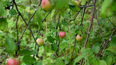 Branch with red apples in the wind . Fruit hanging on a tree. Garden apples. Harvest . Prolific trees. Apple saved. The branch sways in the wind