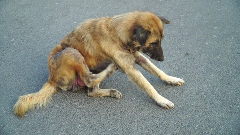 does the estrela mountain dog have rabies