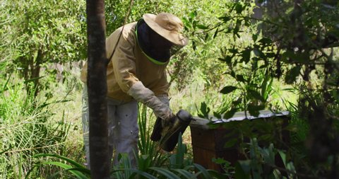 Caucasian male beekeeper in protective clothing using smoker to calm bees in a beehive. apiary and honey making, small agricultural business and hobby.