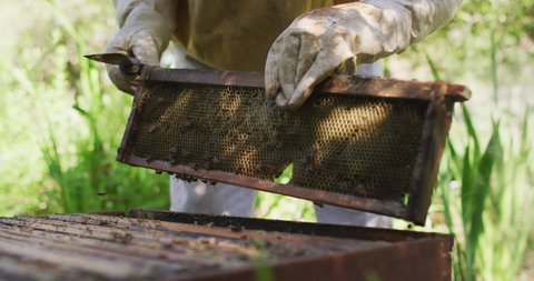 Caucasian male beekeeper in protective clothing inspecting honeycomb frame from a beehive. apiary and honey making, small agricultural business and hobby.