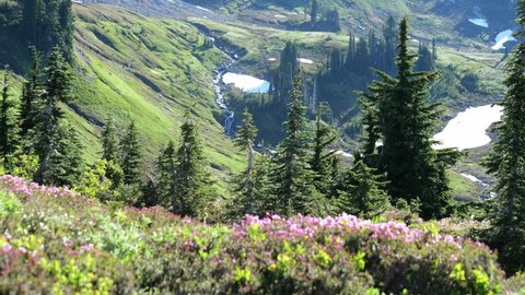 Cinematic 4K clip of the alpine meadow, glaciers and flowering slopes of the Alta Vista Trail of the Paradise area on Mount Rainier in Mount Rainier National Park in Washington