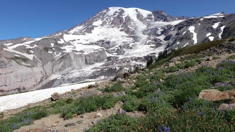 Cinematic 4K footage of the alpine meadows, melting snow and flowering slopes, glaciers of the Alta Vista Trail of the Paradise area on Mount Rainier in Mount Rainier National Park in Washington