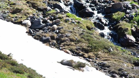 Cinematic 4K clip of marmot playing near alpine stream by the Alta Vista Trail of the Paradise area on Mount Rainier in Mount Rainier National Park in Washington