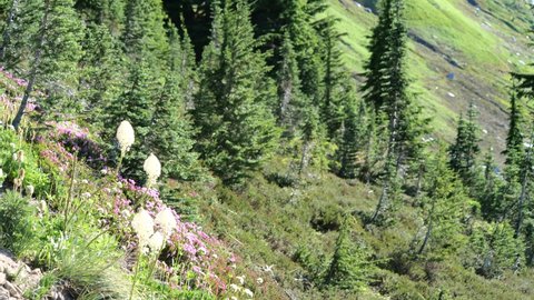 Cinematic 4K footage of the alpine meadows, bear grass on flowering slopes of the Alta Vista Trail of the Paradise area on Mount Rainier in Mount Rainier National Park in Washington