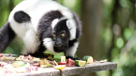 Madagascar Lemur_Black and White Ruffed Lemur eating fruit