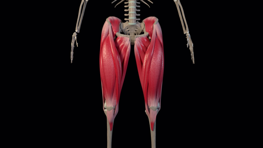 This 3d animation shows an overview of the thigh muscles