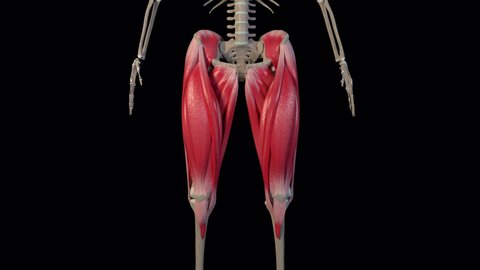 This 3d animation shows an overview of the thigh muscles