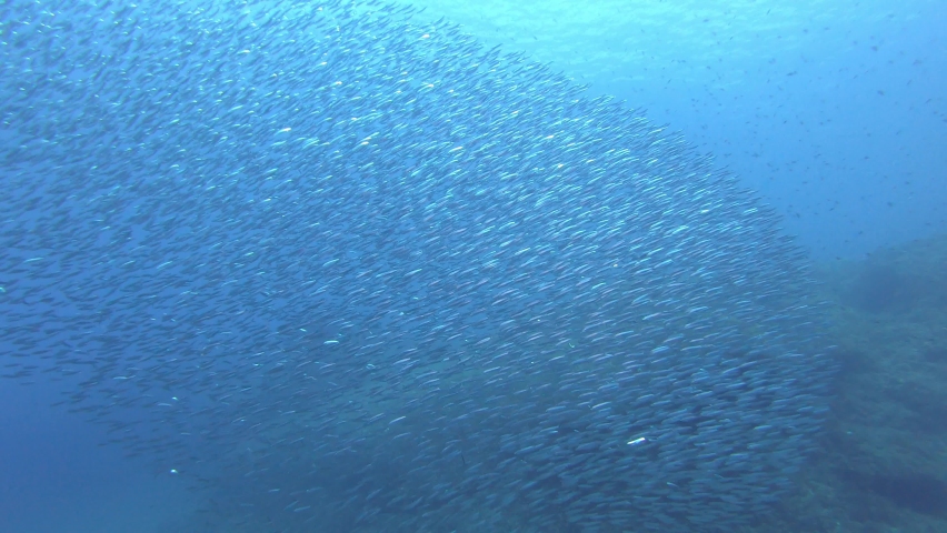 Underwater scene - Sardine fish -Sardinella aurita-baitball  Royalty-Free Stock Footage #1079552627