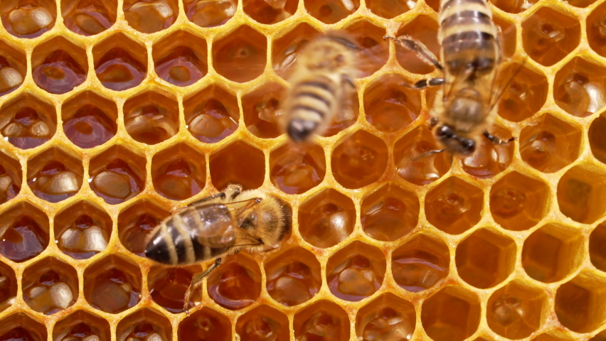 Bees swarming on honeycomb, extreme macro footage. Insects working in wooden beehive, collecting nectar from pollen of flower, create sweet honey. Concept of apiculture, collective work. 4k. | Shutterstock HD Video #1079556590