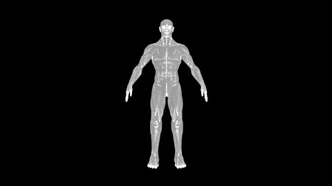 3D X-ray athlete looping animation 